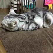 musashi20110623の画像