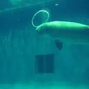 iwa☆プロフ必読の画像
