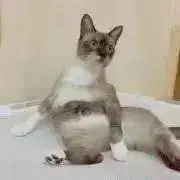 もももの画像