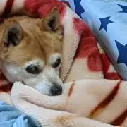 チャチャマルの画像