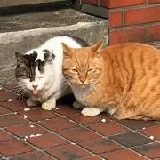 あめの画像