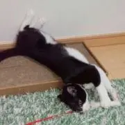 りんりん