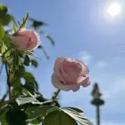 Rose Gardenの画像