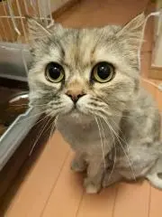 きなちゃん