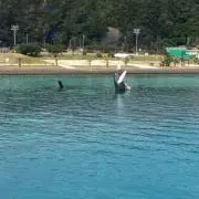こころくん