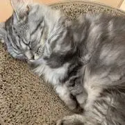 はくらん♡︎の画像