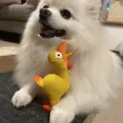 アリシアの画像