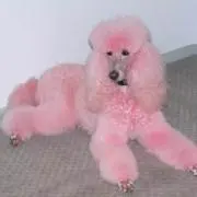 COCOの画像