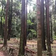 アマノの画像
