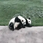 ぱんぱん