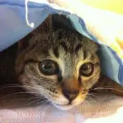 じゅんの画像