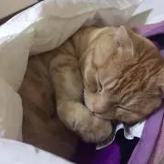 ばこし