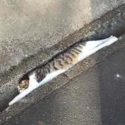 カイ