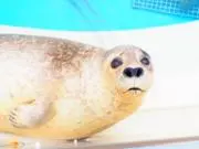 ぱんがしうすの画像