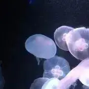 MIMIの画像