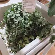 みのの画像
