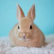 miyu