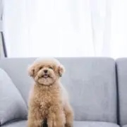 Matsuの画像