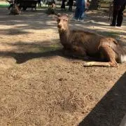 ヤマナカの画像