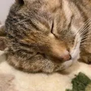 フェイの画像