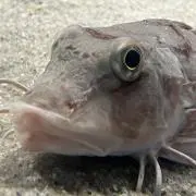 ぽこぽこの画像