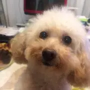 あきの画像