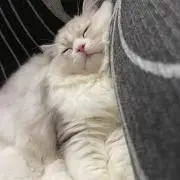 Jassinの画像
