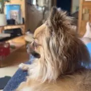 かかななの画像