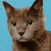 そら(猫います)の画像