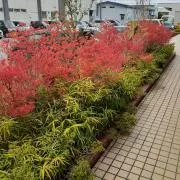よしすみの画像