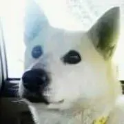 ふーたんの画像