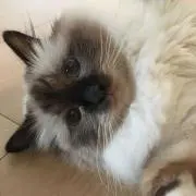 sizuru
