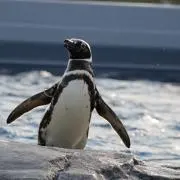 だいふくの画像