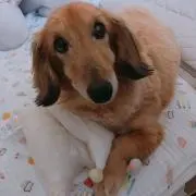 michi