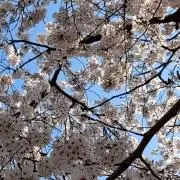 小雪の画像