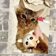 あかの画像