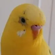 ぴよぴよの画像