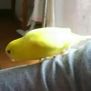 アーサーの画像