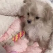 てまてまの画像