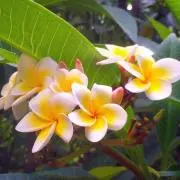 Flowerの画像