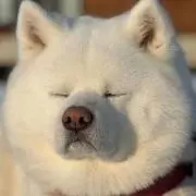 ハチコの画像