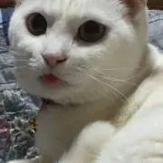 Felmuchの画像