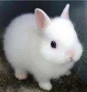 Rabbitの画像