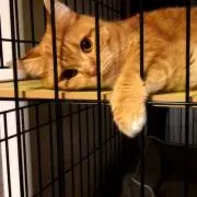 ムーの画像