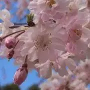 はるの画像
