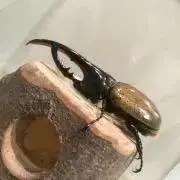 Naka33の画像