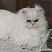 チョコ