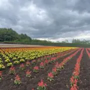 sw@当日発送の画像