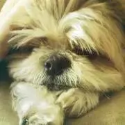 momoの画像