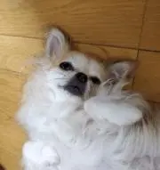 としぞうの画像